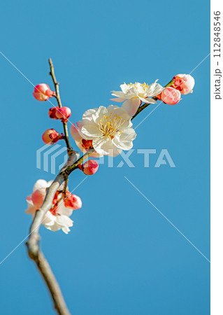 家の周りの草花 四季の色々 早春に美しい小さな花が咲きました 家の周りの草花 四季の色々 早春に美しい小さな花が咲きました 112848546