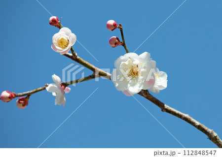 家の周りの草花 四季の色々 早春に美しい小さな花が咲きました 家の周りの草花 四季の色々 早春に美しい小さな花が咲きました 112848547