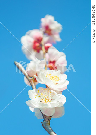 家の周りの草花 四季の色々 早春に美しい小さな花が咲きました 家の周りの草花 四季の色々 早春に美しい小さな花が咲きました 112848549