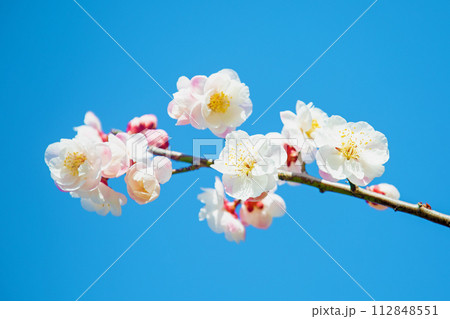 家の周りの草花　四季の色々　早春に美しい小さな花が咲きました 112848551