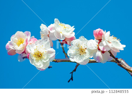 家の周りの草花 四季の色々 早春に美しい小さな花が咲きました 家の周りの草花 四季の色々 早春に美しい小さな花が咲きました 112848555