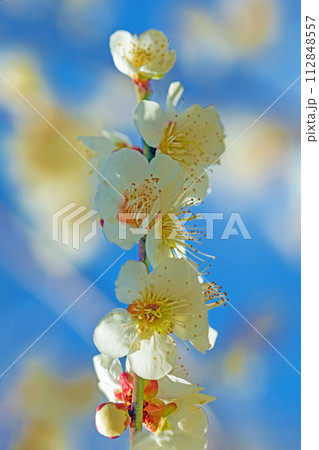 家の周りの草花 四季の色々 早春に美しい小さな花が咲きました 家の周りの草花 四季の色々 早春に美しい小さな花が咲きました 112848557