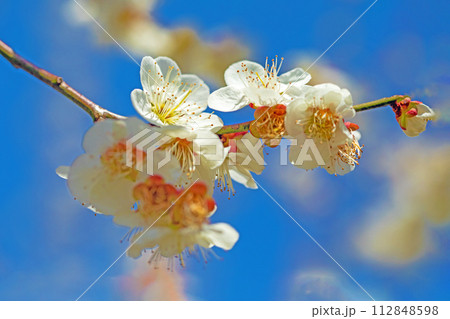家の周りの草花 四季の色々 早春に美しい小さな花が咲きました 青空に映える白梅 家の周りの草花 四季の色々 早春に美しい小さな花が咲きました 青空に映える白梅 112848598