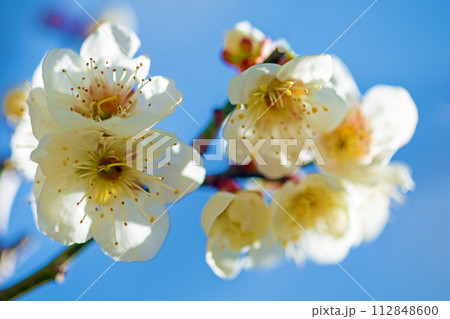 家の周りの草花 四季の色々 早春に美しい小さな花が咲きました 青空に映える白梅 家の周りの草花 四季の色々 早春に美しい小さな花が咲きました 青空に映える白梅 112848600