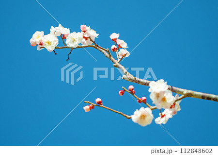 家の周りの草花 四季の色々 早春に美しい小さな花が咲きました 青空に映える白梅 家の周りの草花 四季の色々 早春に美しい小さな花が咲きました 青空に映える白梅 112848602