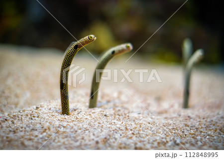 Spotted garden eel Spotted garden eel 112848995