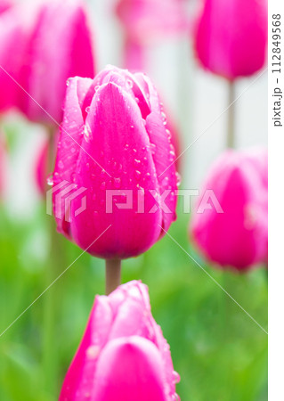 家の周りの草花 四季の色々 美しい早咲きのチュウリップの花が咲きました 家の周りの草花 四季の色々 美しい早咲きのチュウリップの花が咲きました 112849568