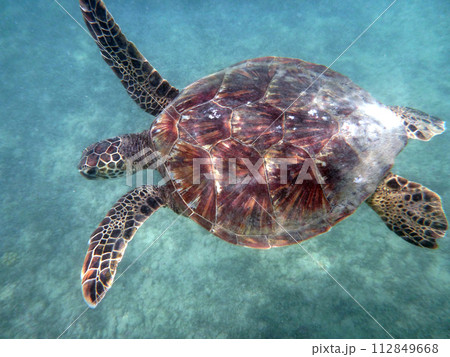 Hawaiian Sea Turtle swims above coral rocks the waters of Waikiki Hawaiian Sea Turtle swims above coral rocks the waters of Waikiki 112849668