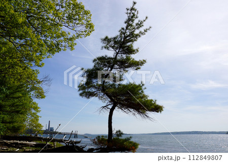 Pine trees grows funky on a beach on Cousins Island Pine trees grows funky on a beach on Cousins Island 112849807