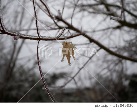 雨氷に包まれる紅葉 雨氷に包まれる紅葉 112849830