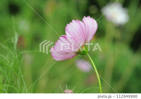 秋桜 秋桜 112849980