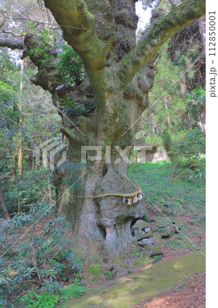 大ケヤキ(籾山神社・竹田市長湯) 大ケヤキ(籾山神社・竹田市長湯) 112850001