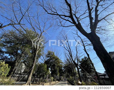 冬の大宮氷川神社参道 112850007