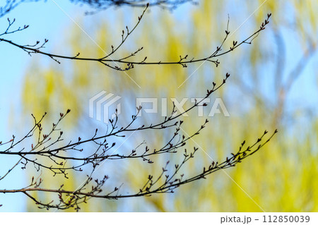 柳の新芽 柳の新芽 112850039