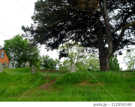 Tree in Graveyard in Salem, Masachusetts 112850148