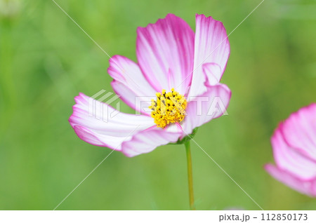 秋桜の花弁 112850173