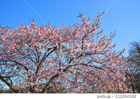 早春の訪れ　満開の河津桜　青空背景　　　　 112850192