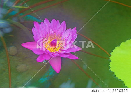 家の周りの草花 四季の色々 水生植物園の温室に美しいスイレンの花が咲きました 家の周りの草花 四季の色々 水生植物園の温室に美しいスイレンの花が咲きました 112850335