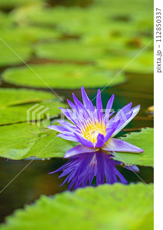 家の周りの草花　四季の色々　水生植物園の温室に美しいスイレンの花が咲きました 112850337