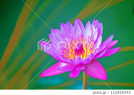 家の周りの草花　四季の色々　水生植物園の温室に美しいスイレンの花が咲きました 112850343