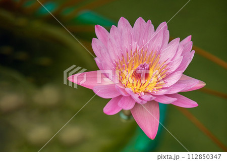 家の周りの草花　四季の色々　水生植物園の温室に美しいスイレンの花が咲きました 112850347