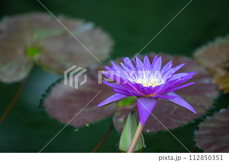 家の周りの草花 四季の色々 水生植物園の温室に美しいスイレンの花が咲きました 家の周りの草花 四季の色々 水生植物園の温室に美しいスイレンの花が咲きました 112850351