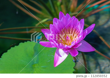 家の周りの草花　四季の色々　水生植物園の温室に美しいスイレンの花が咲きました 112850352