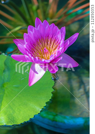 家の周りの草花 四季の色々 水生植物園の温室に美しいスイレンの花が咲きました 家の周りの草花 四季の色々 水生植物園の温室に美しいスイレンの花が咲きました 112850353