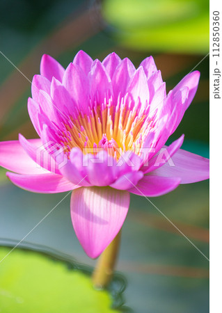 家の周りの草花　四季の色々　水生植物園の温室に美しいスイレンの花が咲きました 112850360