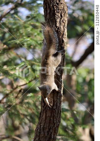 木を駆け降りるニホンリス 木を駆け降りるニホンリス 112850448