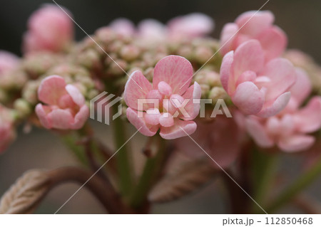 ほんのり桃色の花を咲かせるオオカメノキ・ピンクパラソル ほんのり桃色の花を咲かせるオオカメノキ・ピンクパラソル 112850468