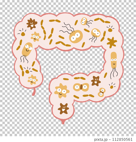 腸内環境_善玉菌が多い 腸内環境_善玉菌が多い 112850561