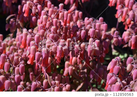 満開の胡蝶の舞 静岡 満開の胡蝶の舞 静岡 112850563