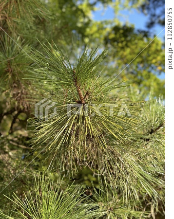 クロマツ 黒松（オマツ 雄松 オトコマツ 男松）  Pinus thunbergii Parl. 112850755