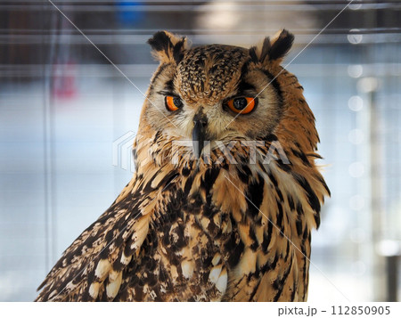ミミズクのいる風景 ミミズクのいる風景 112850905