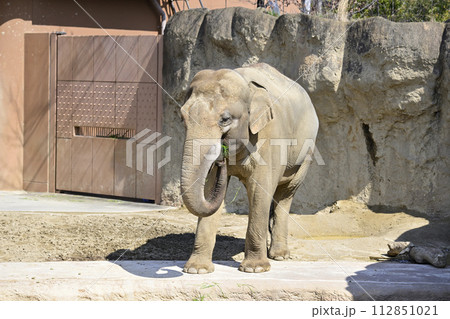 動物園の仲間達 動物園の仲間達 112851021