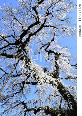 犬山市 圓明寺のしだれ桜 犬山市 圓明寺のしだれ桜 112851126
