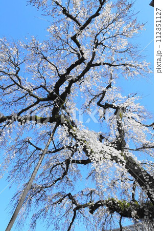 犬山市 圓明寺のしだれ桜 犬山市 圓明寺のしだれ桜 112851127