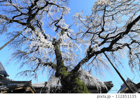 犬山市 圓明寺のしだれ桜 犬山市 圓明寺のしだれ桜 112851135