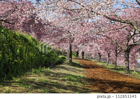 河津桜のトンネル 112851143