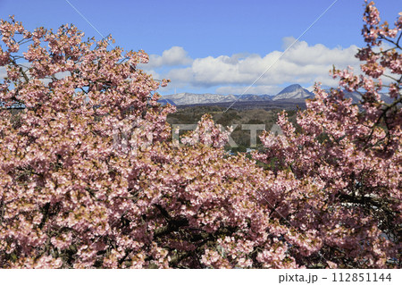 ピンクの桜と赤城山 112851144