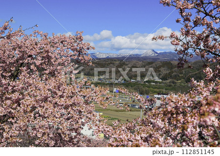 カワヅザクラと赤城山 カワヅザクラと赤城山 112851145