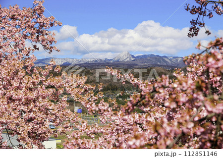 かわづ桜と赤城山 かわづ桜と赤城山 112851146