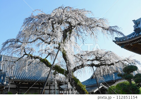 犬山市 圓明寺のしだれ桜 犬山市 圓明寺のしだれ桜 112851154