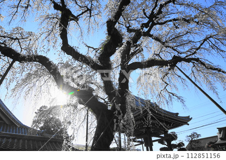 犬山市 圓明寺のしだれ桜 犬山市 圓明寺のしだれ桜 112851156
