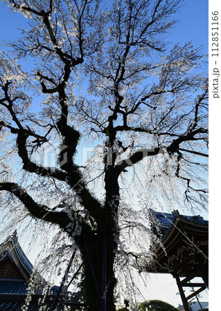 犬山市 圓明寺のしだれ桜 112851166