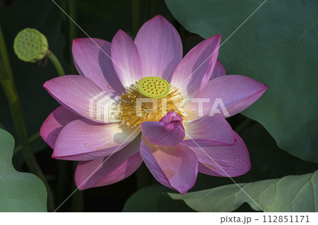 大きなピンクの蓮の花 112851171
