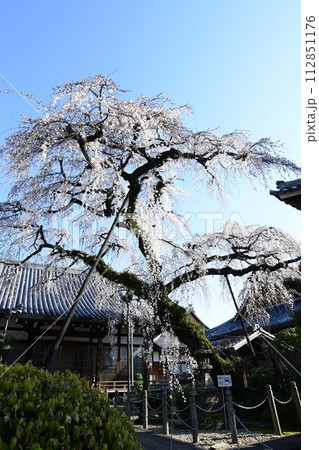 犬山市 圓明寺のしだれ桜 犬山市 圓明寺のしだれ桜 112851176