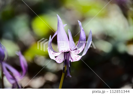 可児市 鳩吹山のカタクリの花 112851344