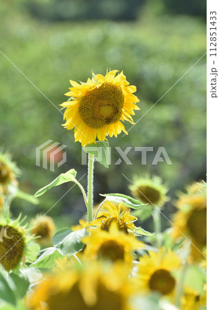 服部緑地の向日葵 112851433